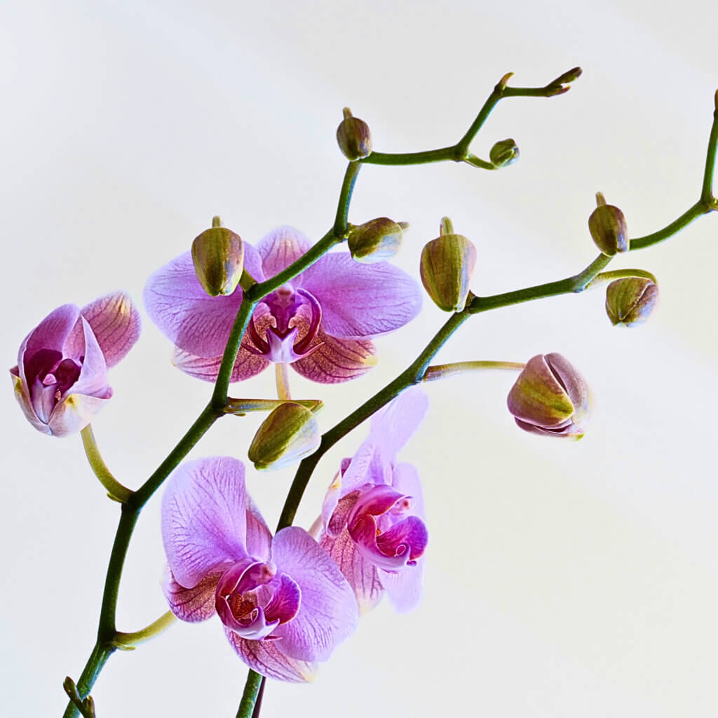 A close up on the delicate stems of a  Moth Orchid with elegant pink-purple flowers