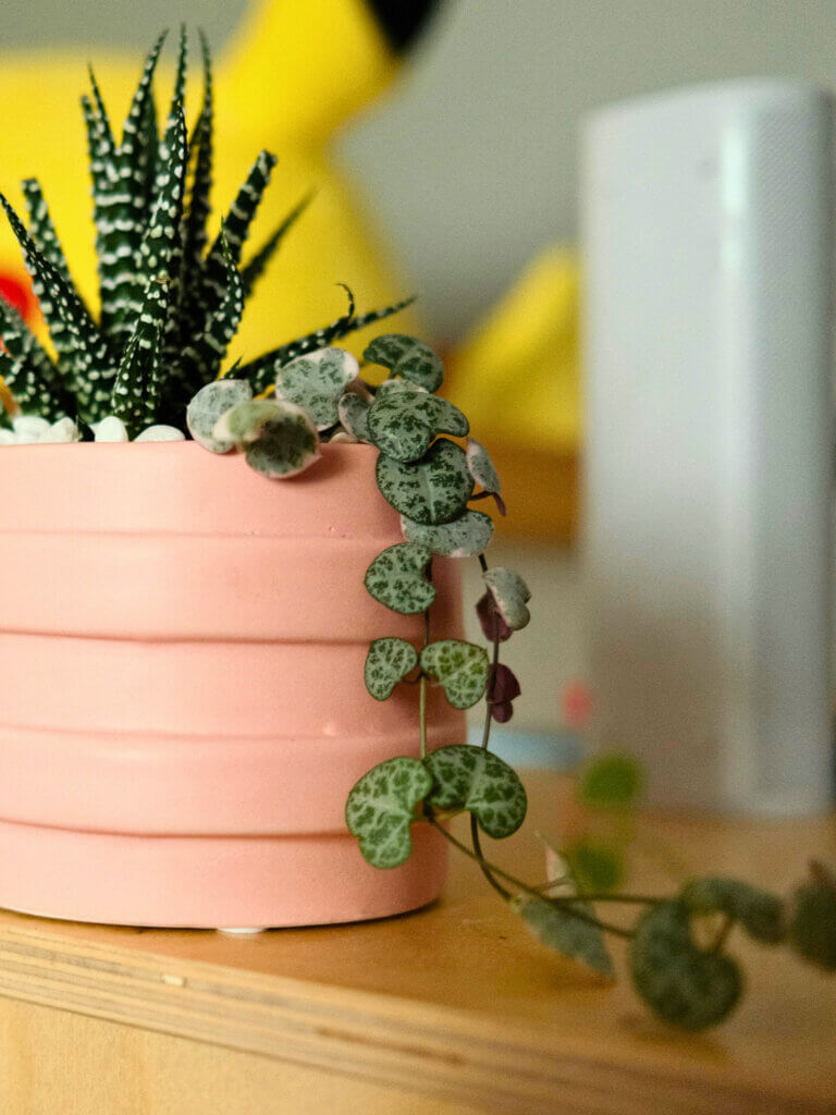 String of Hearts plant trailing from a pink pot which it shares with a Zebra plant.