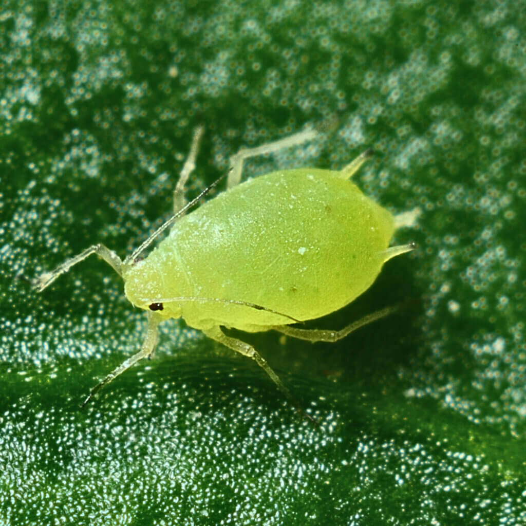 Image of aphids