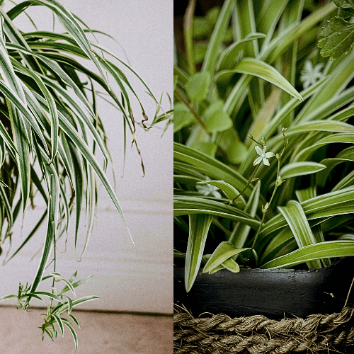 A split image showing a close up of spider plant offsets on one side and Spider Plant flowers on the other. 
