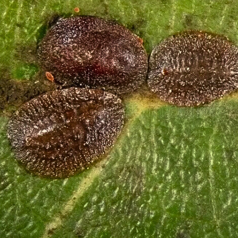Image of scale insects