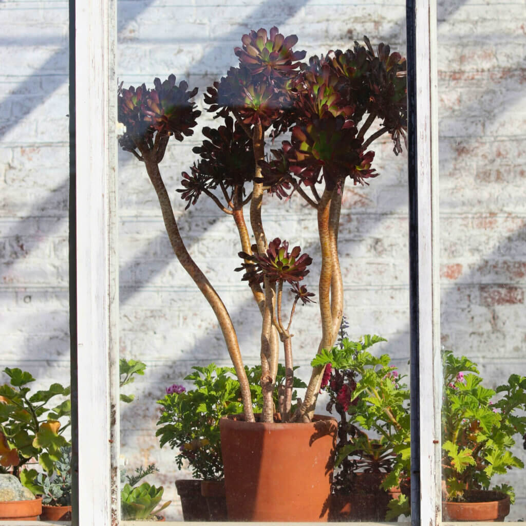 A Tree Houseleek in a sunny conservatory. This pet safe succulent is an unusual addition to any collection.
