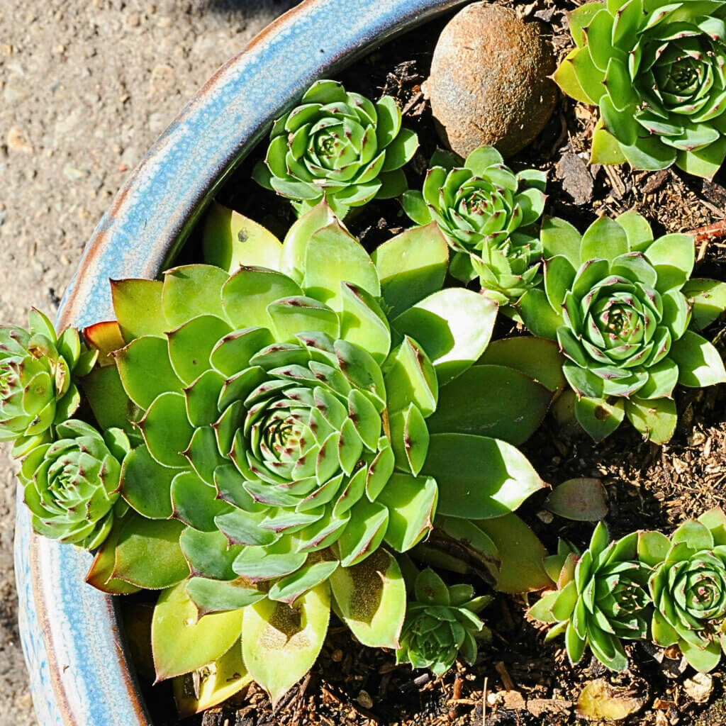A Sempervivum 'hen' with a collection of 'chicks'. This pet safe succulent is a great low-maintenance choice.