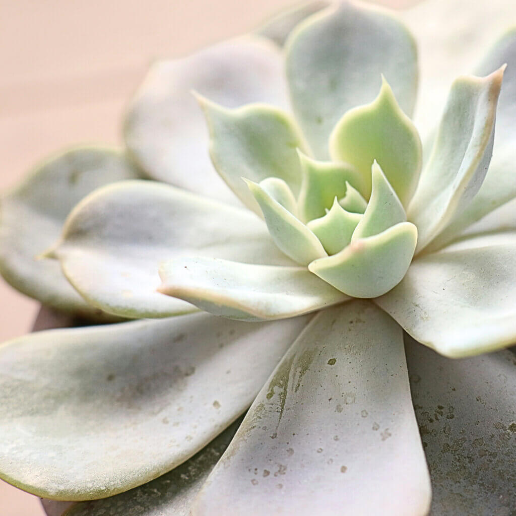 A Graptopetalum 'ghost plant'. This pet safe succulent is a beautiful and understated option.