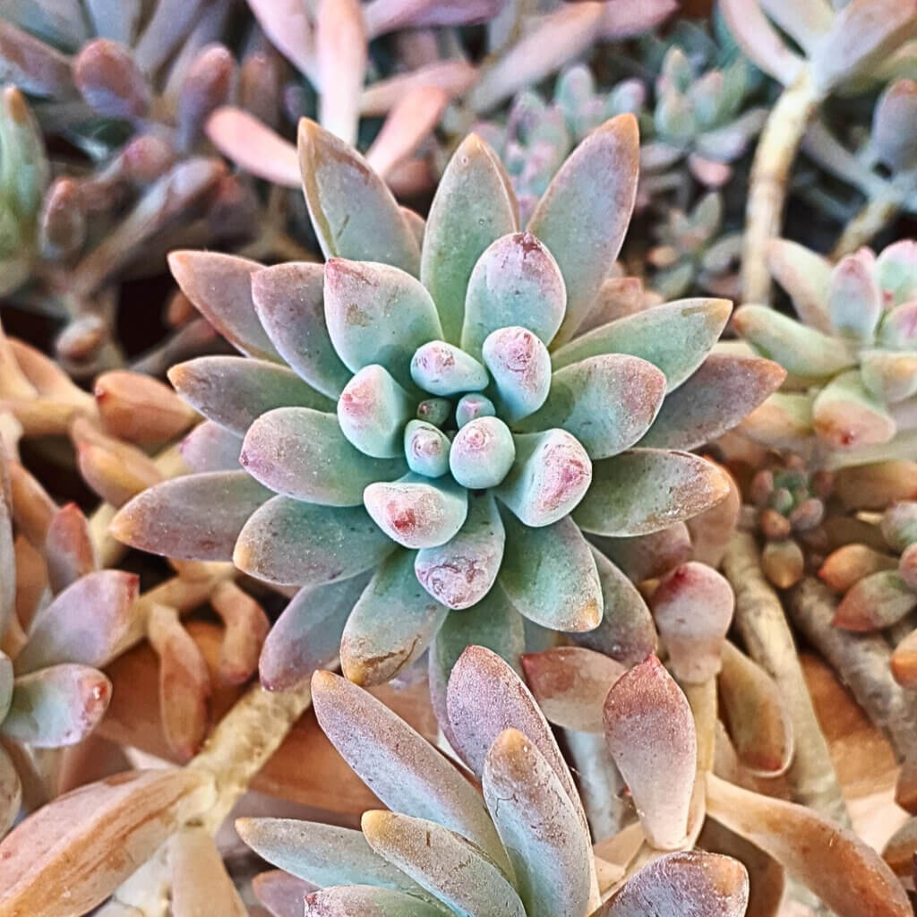 A Pachyphytum 'moon stone' plant. This pet safe succulent will bring an other-worldly charm to your collection.
