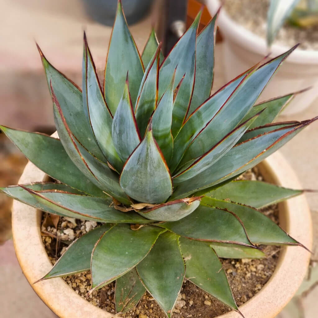 Close up of a potted Agave plant