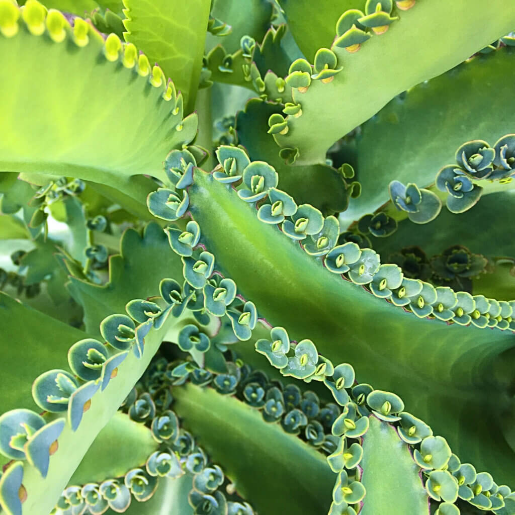 Close up of the unusual leaves of a Mother of Millions plant.