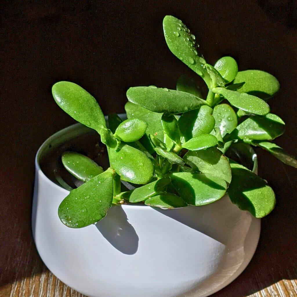 Close up of a Jade plant in a white pot.