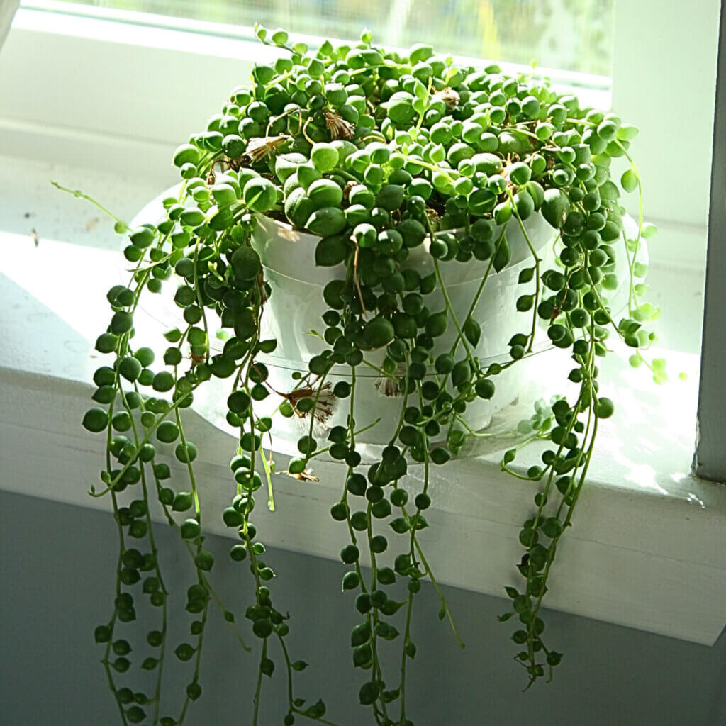 Close up of a String of Pearls plant trailing over a sunny windowsill.