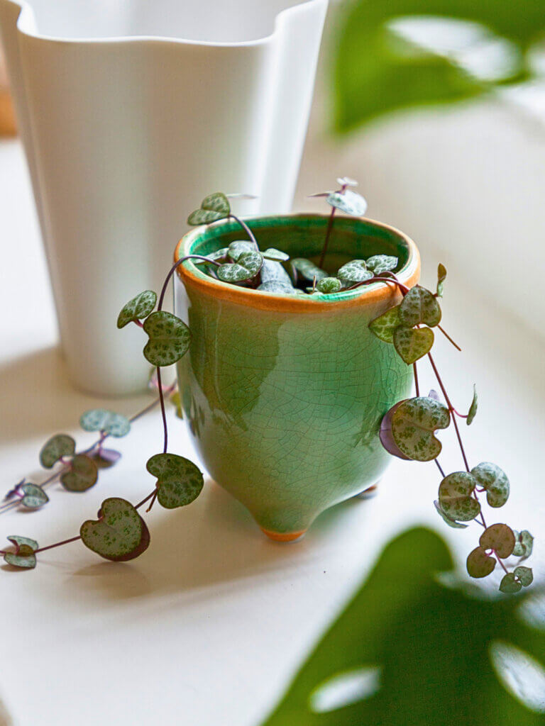 String of Hearts plant trailing from a green, ceramic pot.