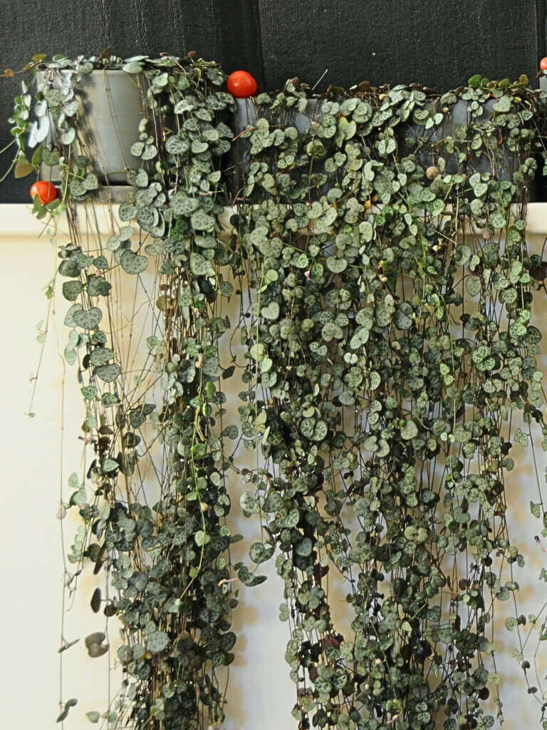 Mature String of Hearts plant cascading down a white wall.