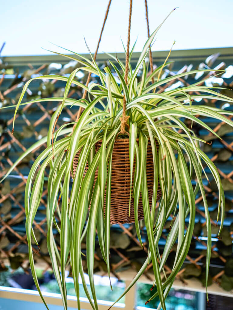A Spider Plant displayed in a hanging basket. 