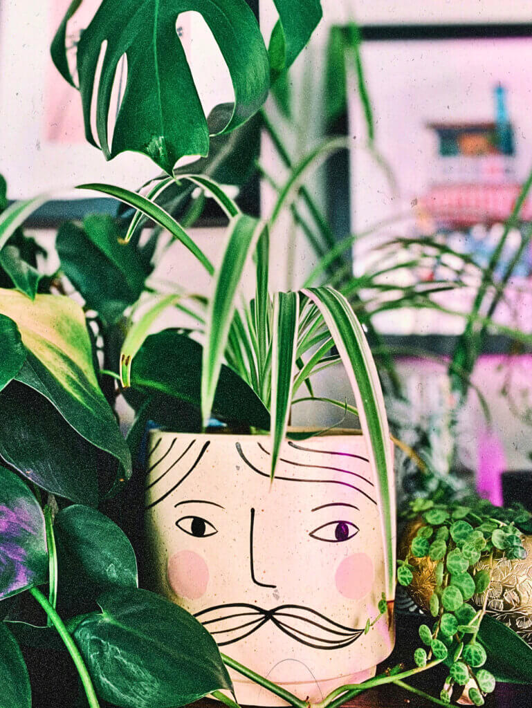 A Spider Plant displayed with other lush and trailing plants