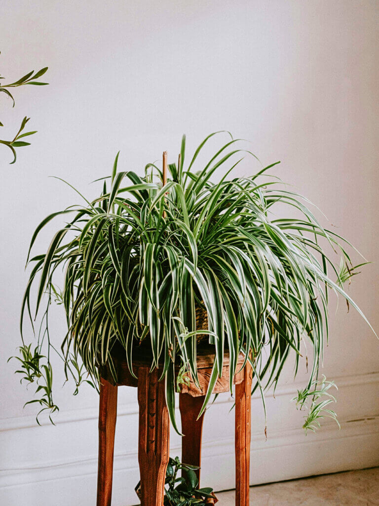 A Spider Plant displayed on a tall plant stand.