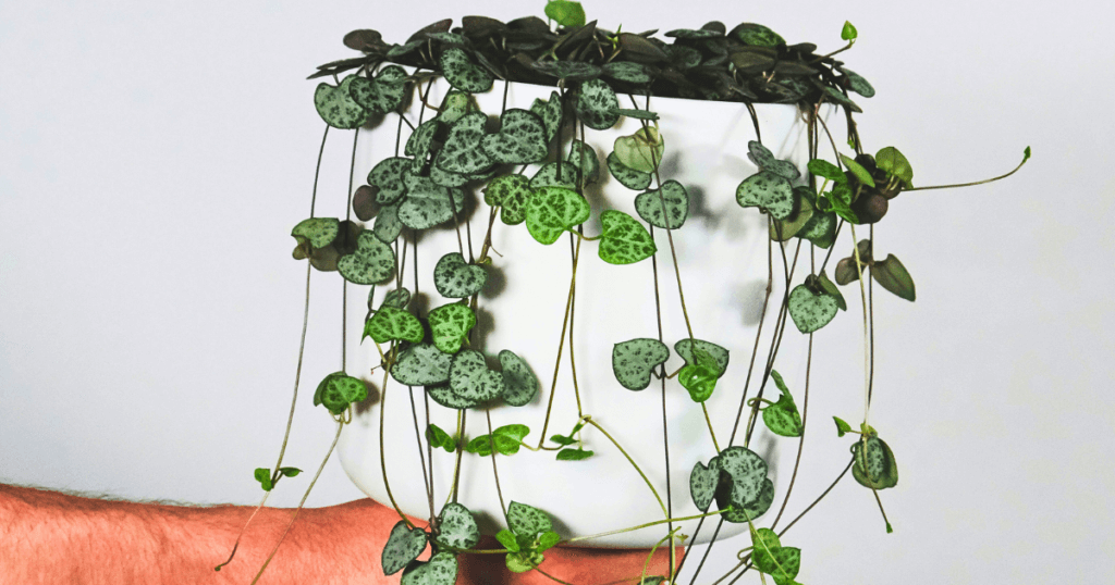 Close up of String of Hearts in a white pot, introducing a section on proper String of Hearts care.