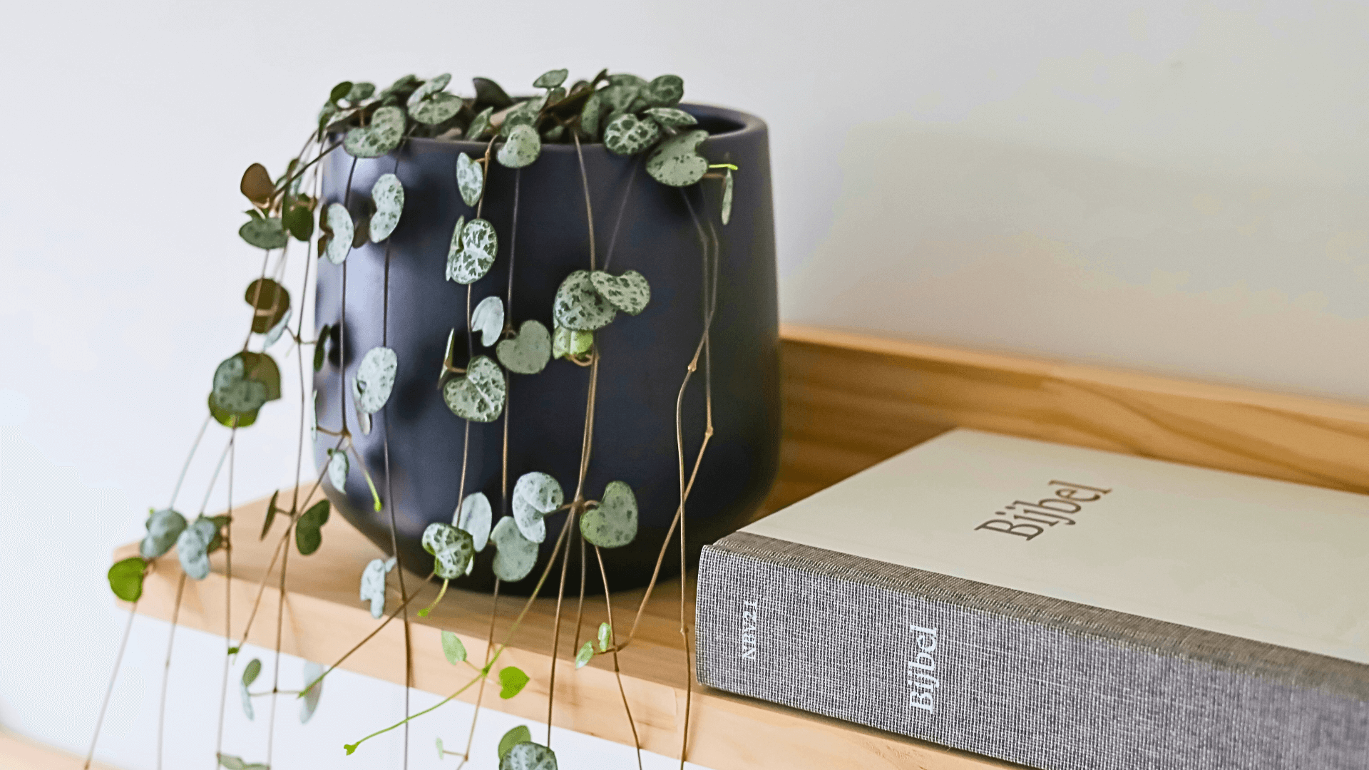 String of Hearts Care and Growing Guide