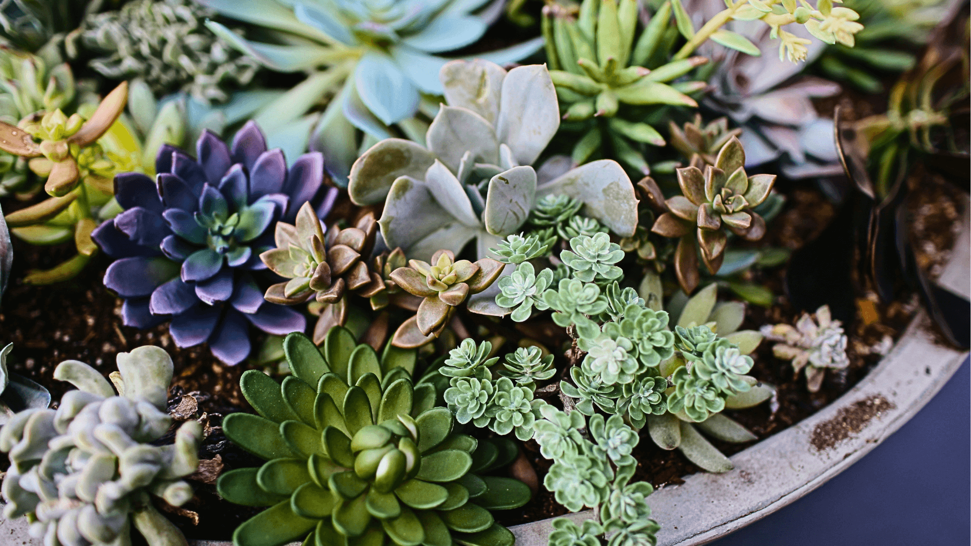 Pet-Safe Succulents That Make Great Houseplants