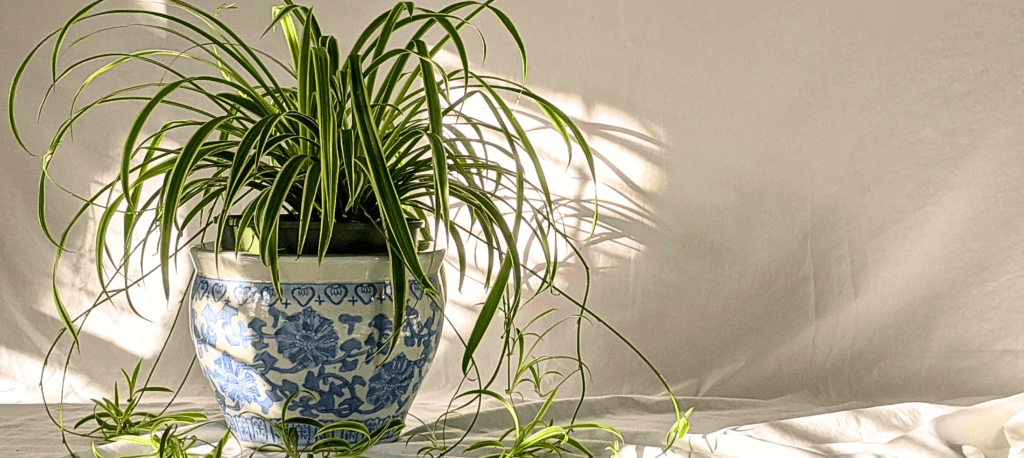 A Spider plant in a decorative pot, introducing an article about proper Spider Plant care. 