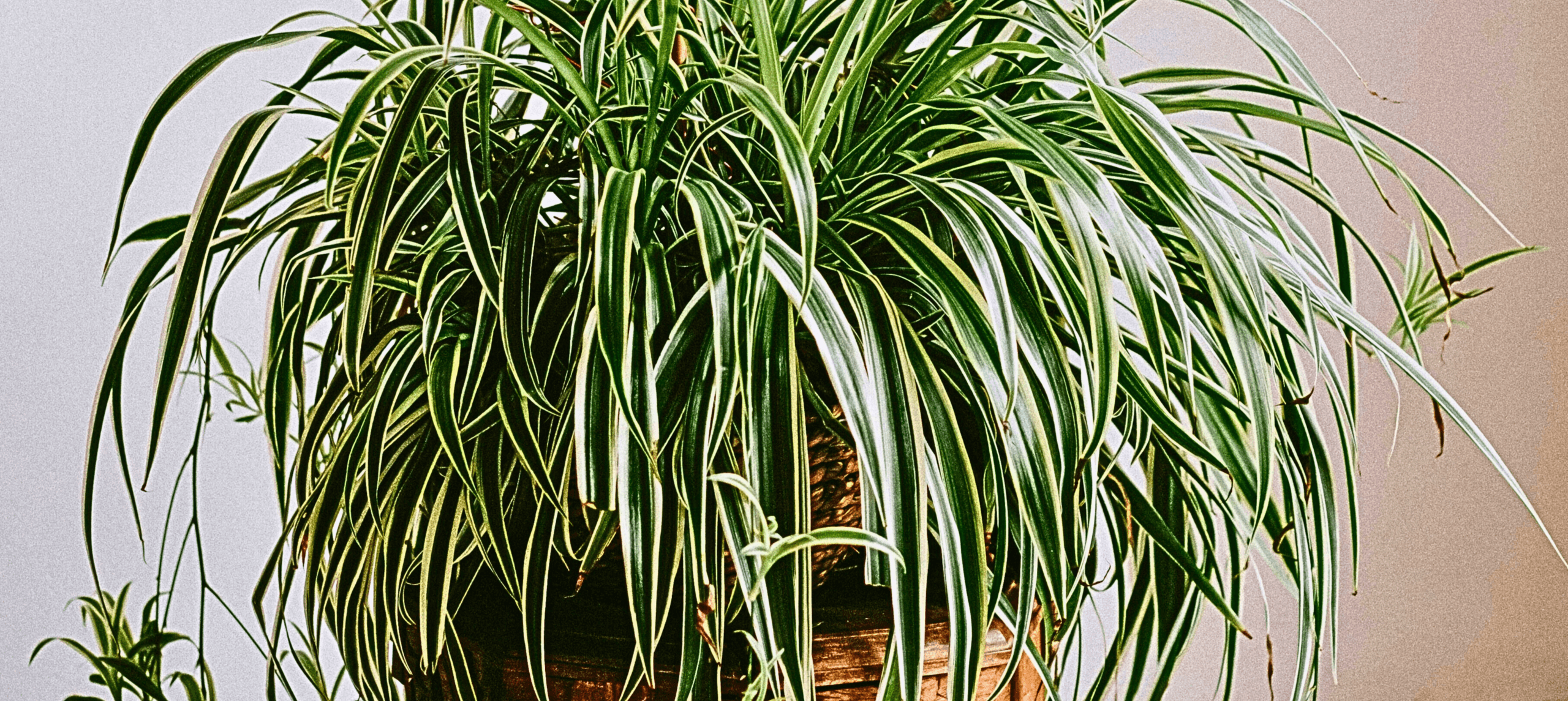 Spider Plant Care and Growing Guide