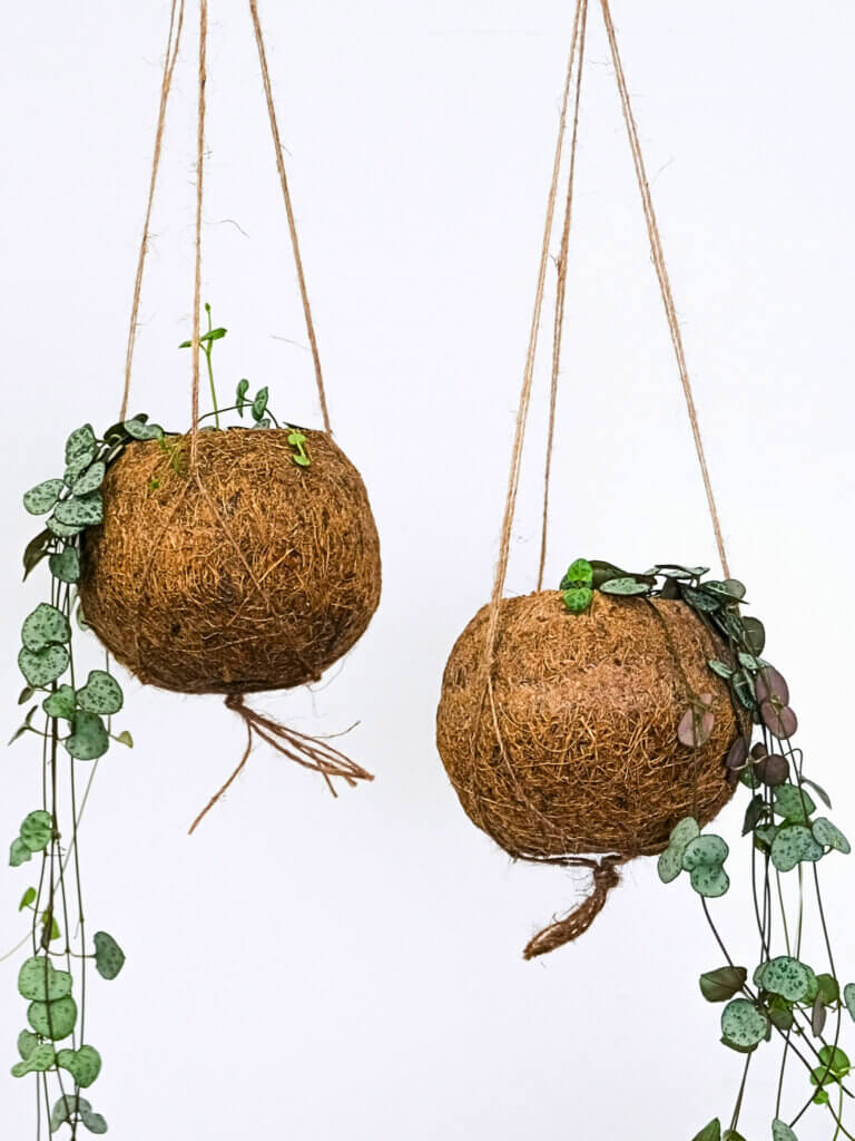 String of Hearts plant spilling from rustic, hanging planters.