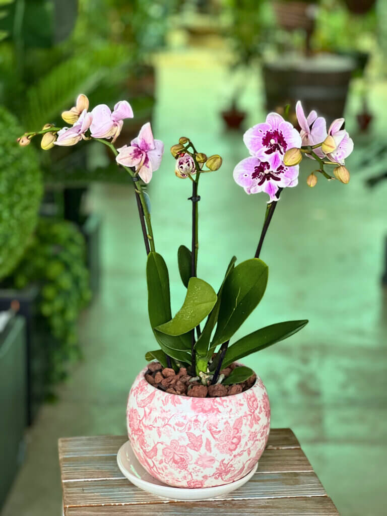An orchid in a decorative pot, showcasing how orchids can be displayed. 