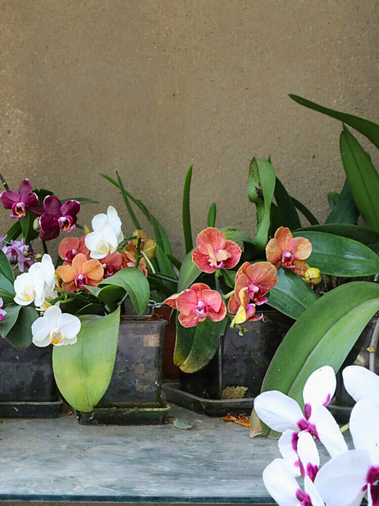 An collection of orchids, showcasing how orchids can be displayed. 