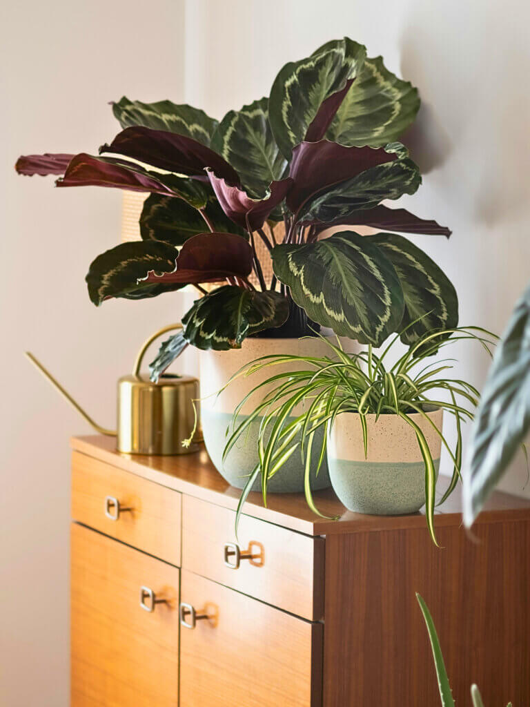Calathea in a pot displayed on a side board