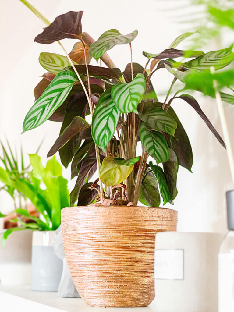 Calathea in a pot displayed on a shelf
