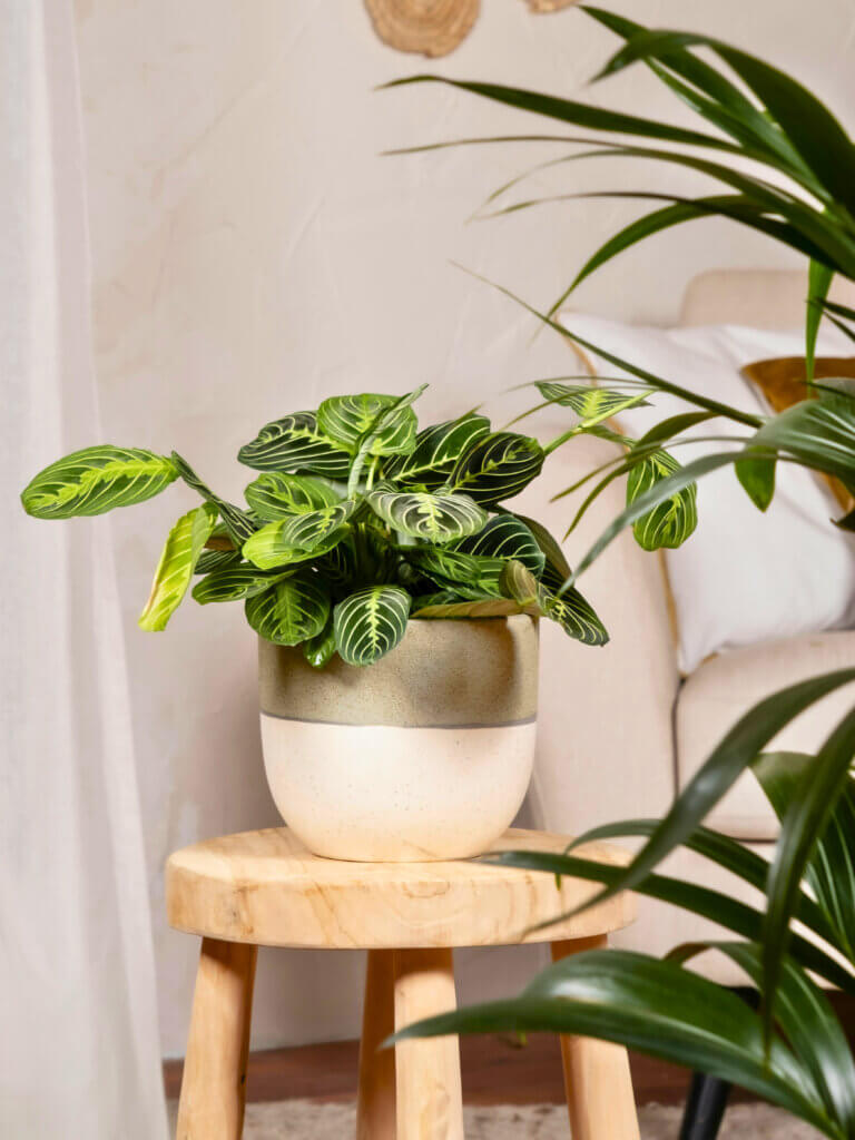Calathea in a pot displayed on a plant stand