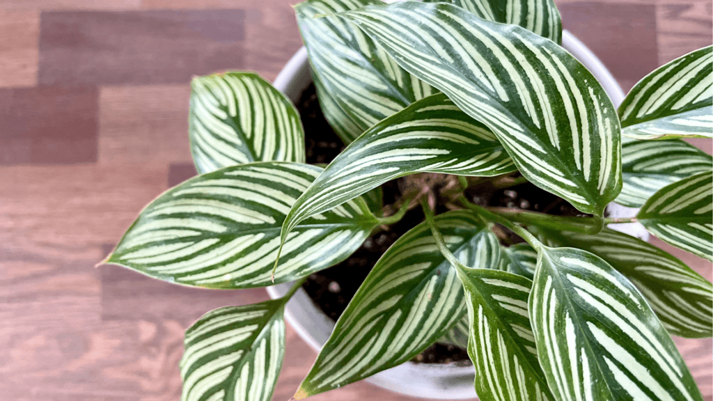A calathea in a pot introducing a section on calathea care