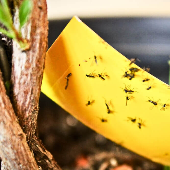 Fungus gnats stuck to fly paper