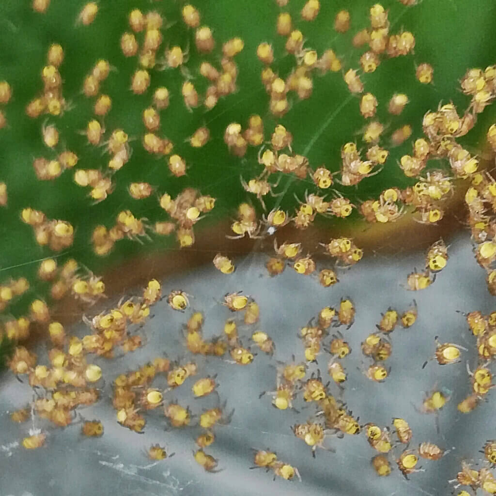 Spider mites up close