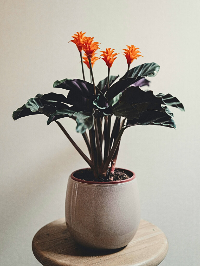 Calathea crocata (also sold as the Eternal Flame plant)