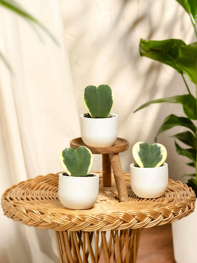 Three small hoya kerrii