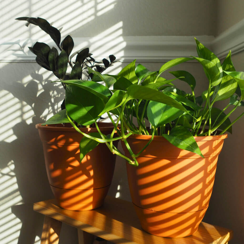 Plants in bright, indirect shade