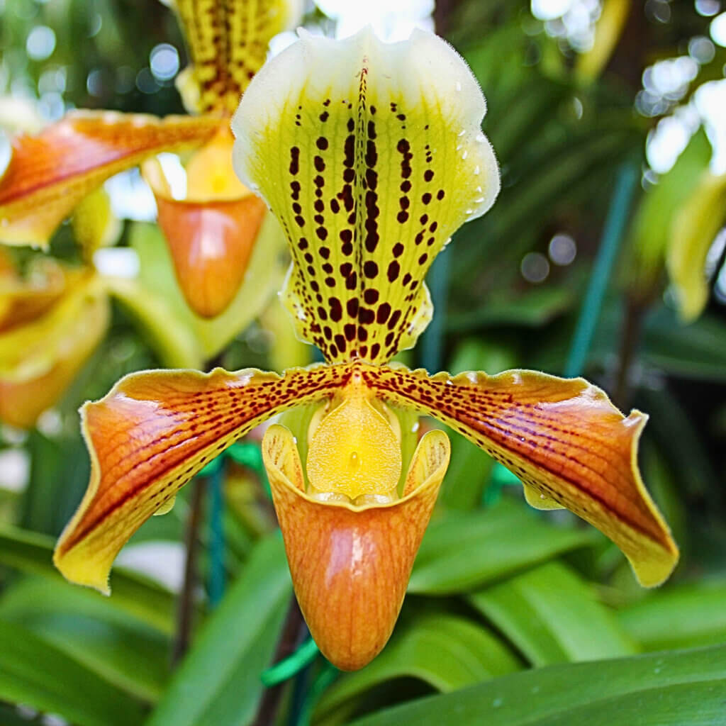 Close up on the yellow-orange flower of a slipper orchid. A rare opportunity to include a pet safe flowering plant in your low light rooms.