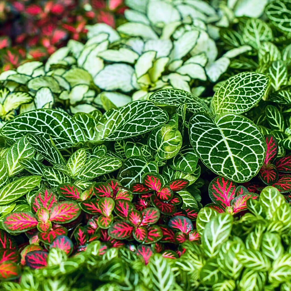Close up on the variegated leaves of the Nerve Plant. These bright and unique foliage plants make excellent pet safe houseplants for low light