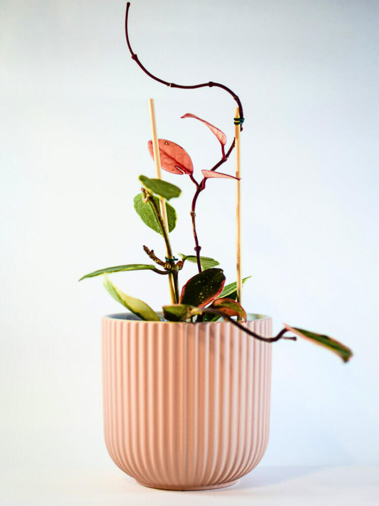 A potted hoya trained to climb