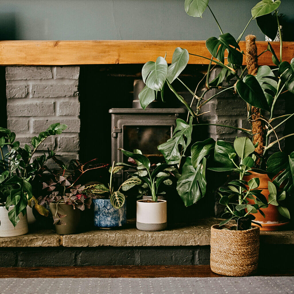 Plants in light shade