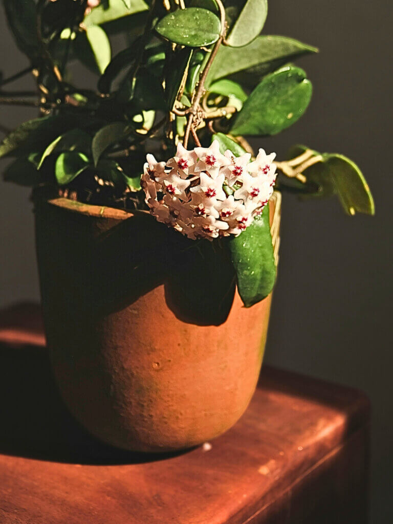 A potted hoya with flowers