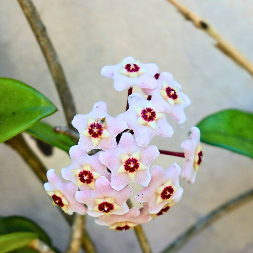 Close up of hoya flower