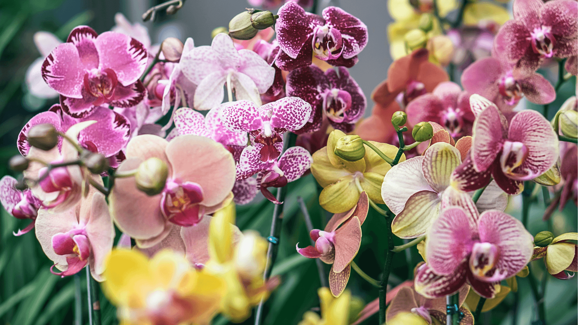 Orchid Care and Growing Guide