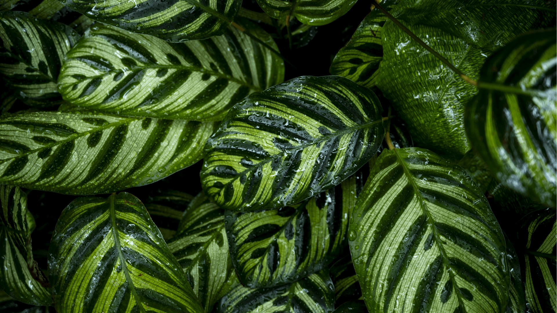 Calathea care and growing guide