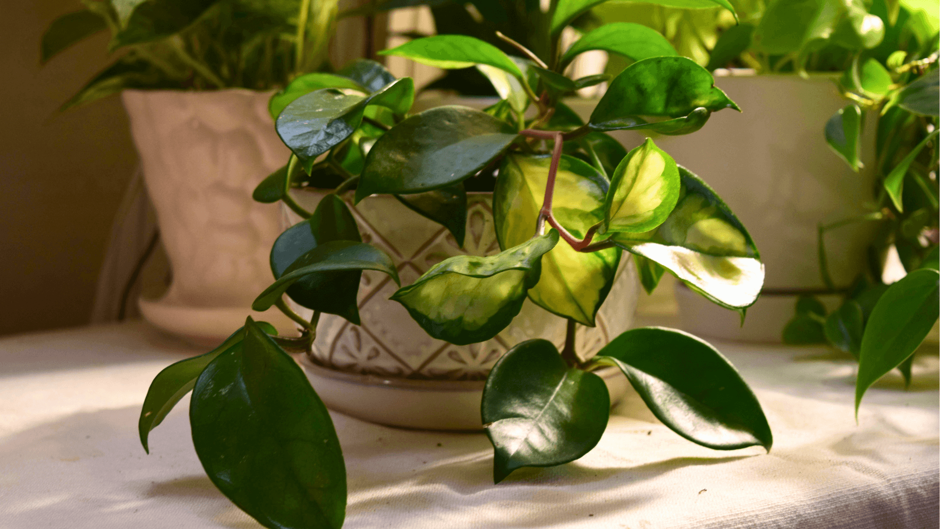 Hoya Care and Growing Guide