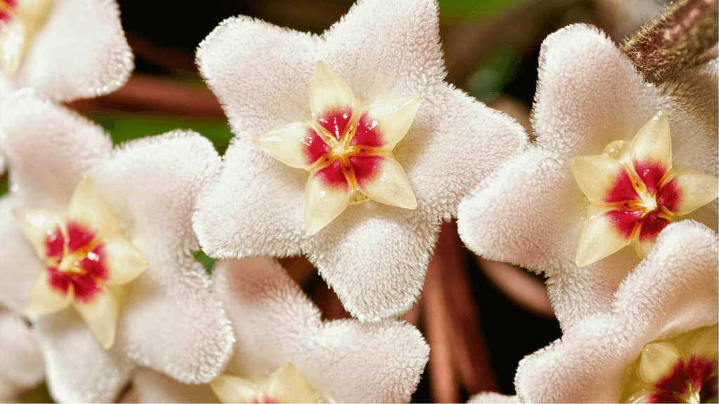 Close up of hoya flowers, introducing an article on proper hoya care. 