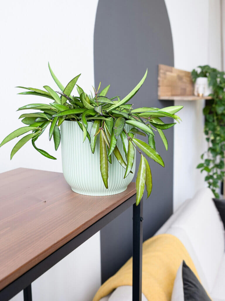 A potted hoya left to trail
