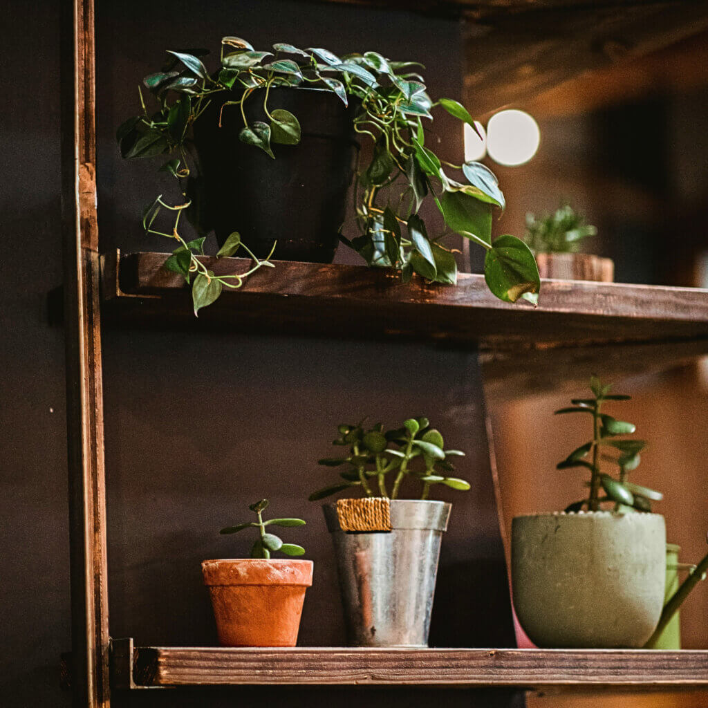 Plants in deep shade