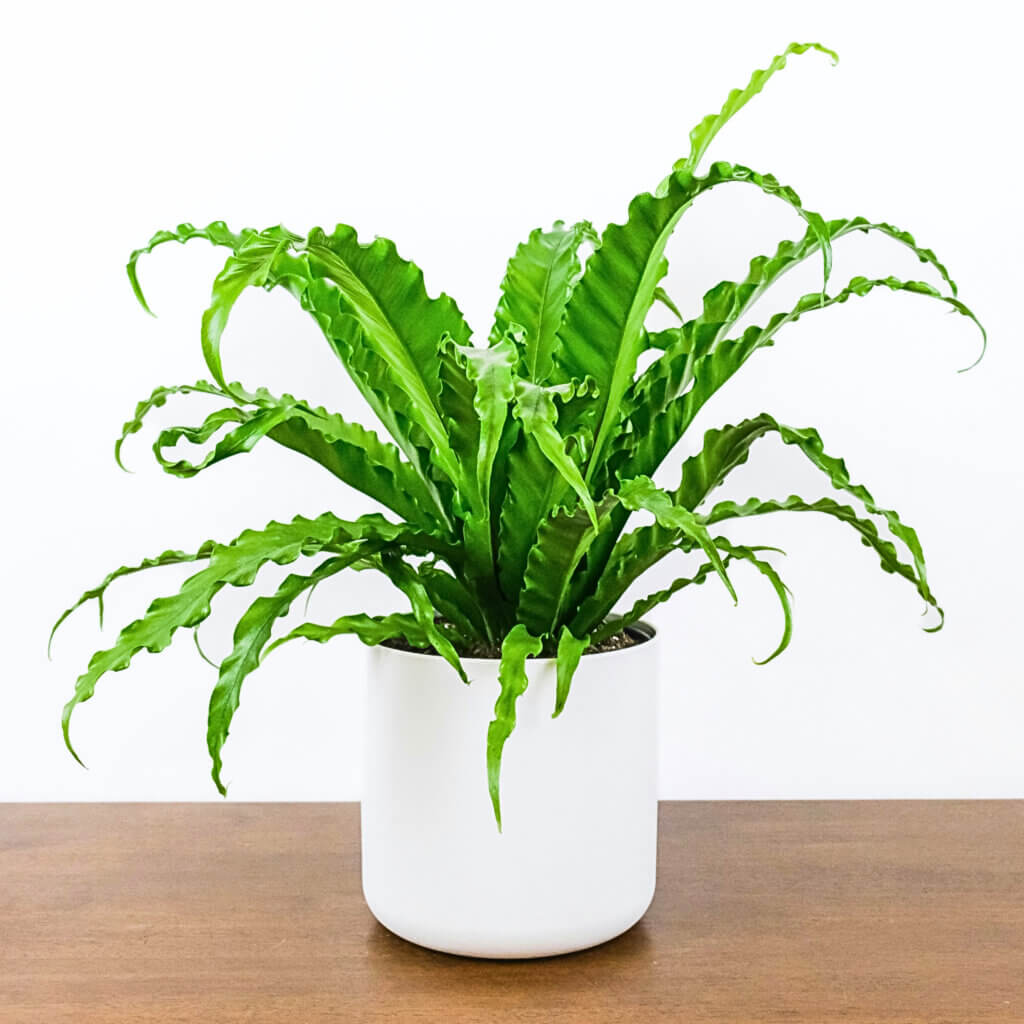 A bird's nest fern in a plain pot