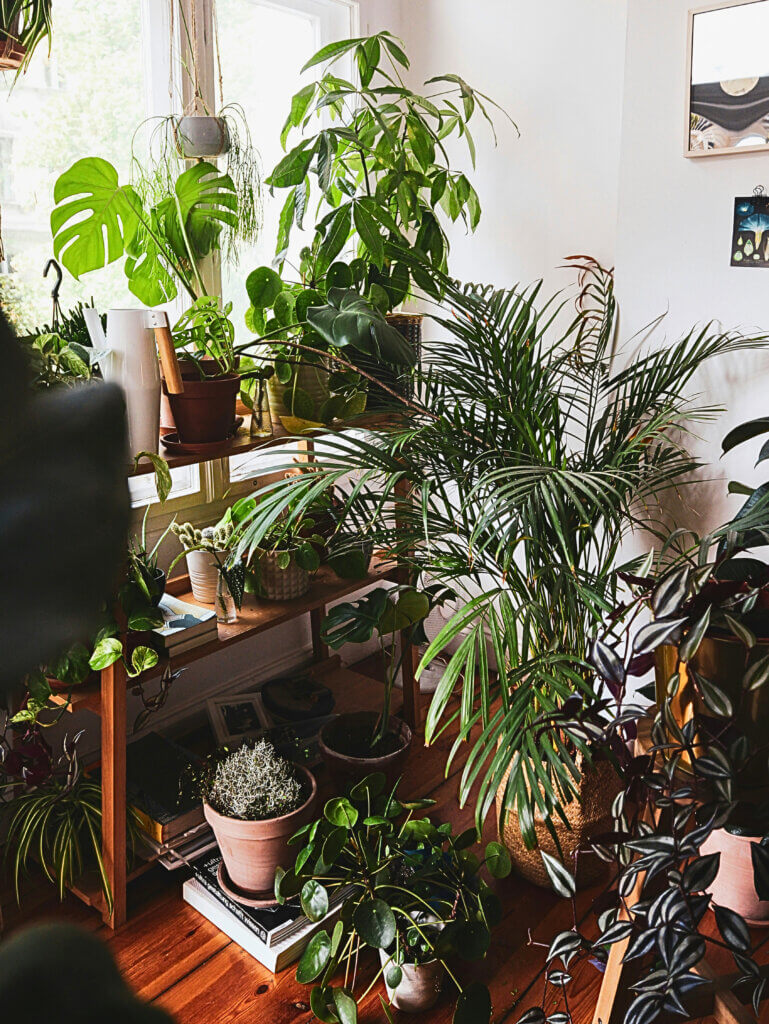 Parlour palm houseplant styled in a living room