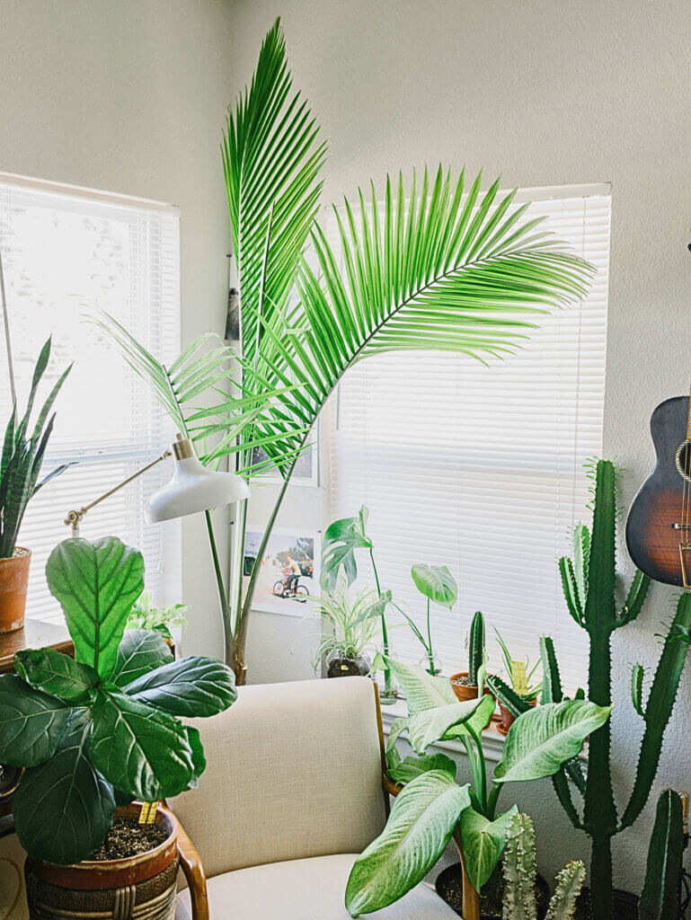 Parlour palm houseplant styled in a living room
